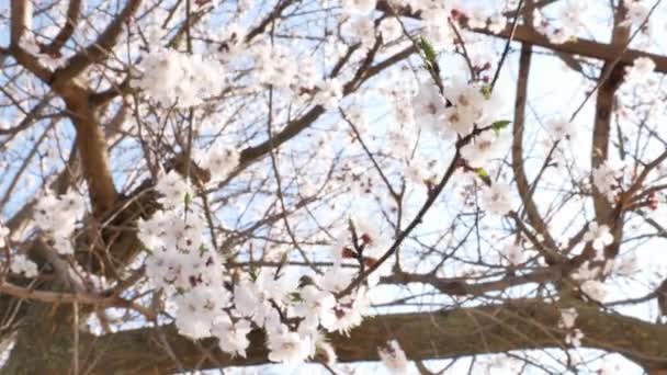 Old flowering apricot tree in spring in Kherson district, Ukraine - 4K, Handheld — Stock Video