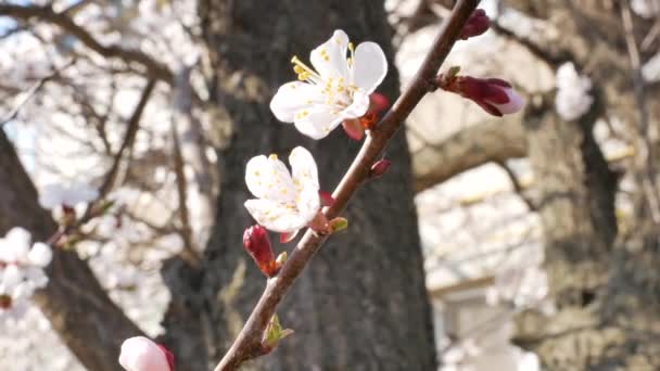 Gros plan branche d'abricot en fleurs au printemps et bâtiment flou sur fond dans le district de Kherson, Ukraine - 4K, Handheld — Video