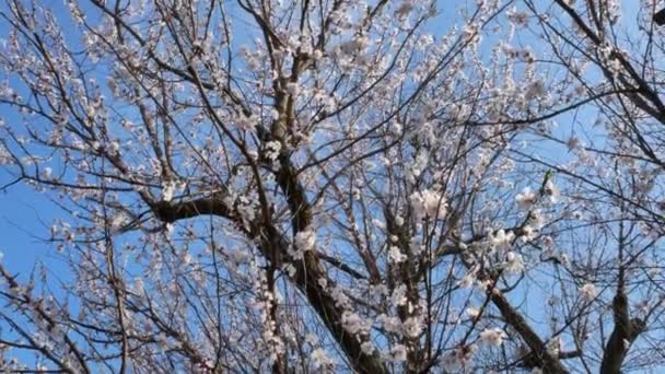 Árvore de damasco florescente velha e céu azul na primavera, distrito de Kherson, Ucrânia - 4K — Vídeo de Stock