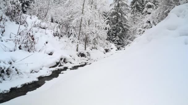 우크라이나, 카르파티아, 겨울에 눈으로 덮여 있는 개울 둑 과 나무들 - 4K 60fps, 넓은 샷 — 비디오