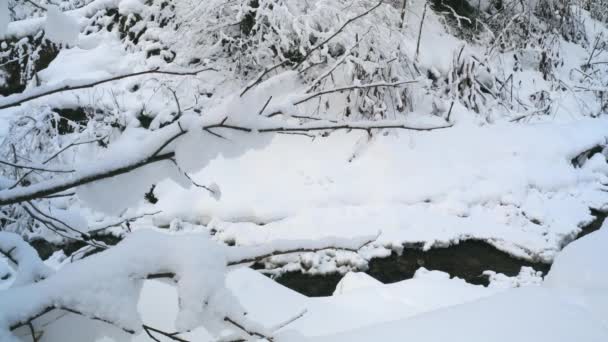 Snöig ström i Karpaterna på vintern, västra Ukraina - 4K 60fps, Brett skott, Binaural Audio — Stockvideo