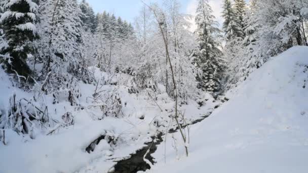 Snöig bäck och tallskog i Karpaterna, västra Ukraina - 4K 60fps, Brett skott, Binaural Audio — Stockvideo