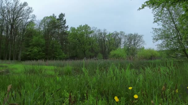 Le marais par un jour de pluie au printemps en Ukraine - 4K, Plan large, Audio — Video