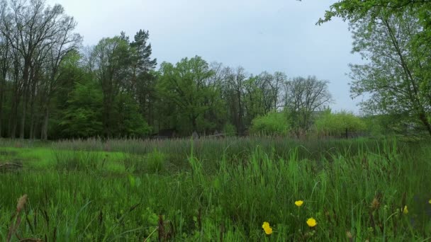 Mosquitos volando en el pantano en un día lluvioso en primavera en Ucrania - 4K, Wide shot, Audio — Vídeos de Stock