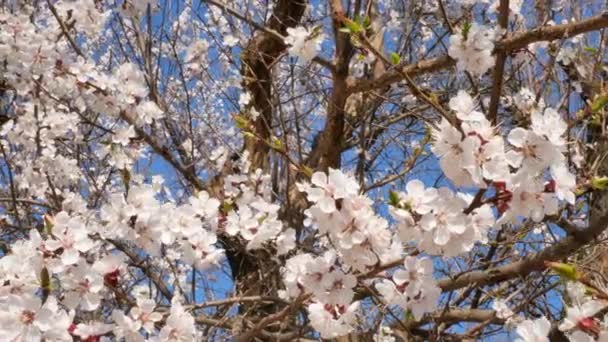 Flor ramas de albaricoque en el viento y el cielo azul en el fondo en primavera en el distrito de Kherson, Ucrania - 4K, de mano — Vídeo de stock