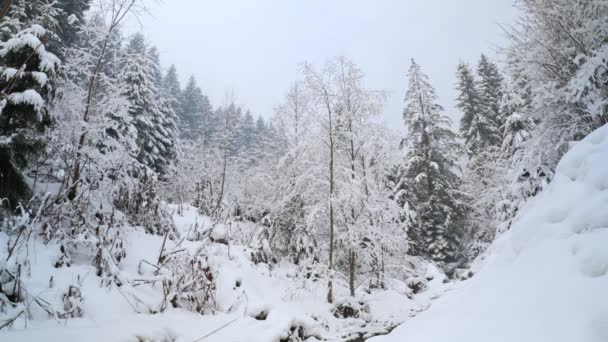 Karpatlar 'daki karlı çam ormanı, Batı Ukrayna - 4K 60 fps, Geniş açı, Binaural Audio — Stok video