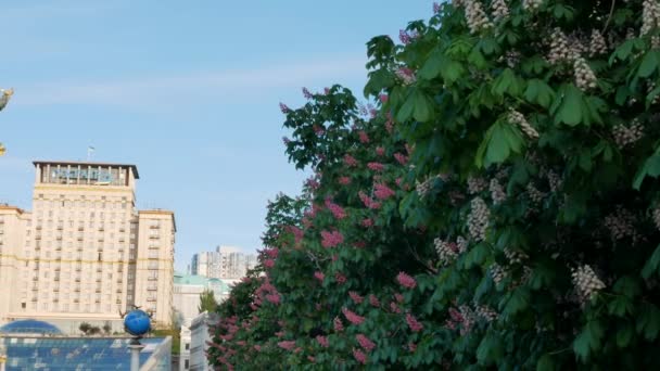 Blommande kastanjeträd på Självständighetstorget och utsikt över Självständighetsmonumentet i Kiev, Ukraina - 4K, Pan, Handheld, Redaktionell — Stockvideo