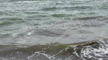 Baharda Odesa, Ukrayna 'da fırtınalı Karadeniz dalgalarında martılar - 4K, El bilgisayarı