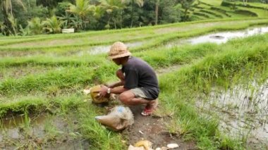 Yerel polis Bali 'de bir çeltik tarlasında turistler için hindistan cevizi kesiyor - 4K, Audio, Handheld, Wide shot