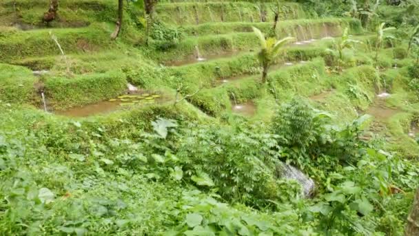 Corsi d'acqua artificiali su terrazze verdi in un luogo sacro a Bali - 4K, Handheld — Video Stock