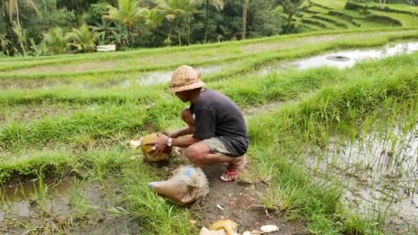 Local man cuts coconut for tourists on a paddy field in Bali - 4K, Audio, Handheld, Wide shot — Stock Video