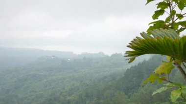Yeşil tepeler ve vadideki sis ve tropikal bitkilerin Bali 'deki görüntüsü - 4K, Pan
