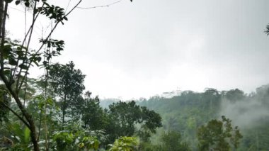 Bali 'deki yağmur sırasında sisli tropikal yağmur ormanları - 4K, El bilgisayarı