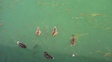 İtalya 'da yaz mevsiminde Sirmione' da ördek ve balık manzaralı yeşil sularda. 4K, geniş açılı, el kameralı.
