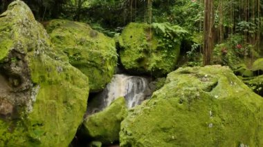 Bali 'de parlak yeşil yosun, limon ve tropikal bitkilerle kaplı büyük kayaların arasında şelale - 4K, Audio, Handheld, Medium shot