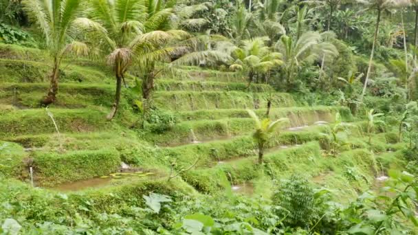 巴厘岛一个圣地的绿色梯田上，人工水流被丛林环绕- - 4K，手持 — 图库视频影像