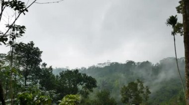 Bali 'de yağmur sırasında yağmur ormanlarında sis - 4K, El bilgisayarı