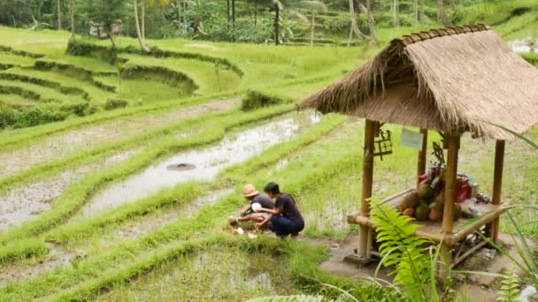 Местные мужчины и женщины готовят кокос для туристов на рисовом поле на Бали рядом со священным местом - 4K, портативный, ультра-широкий выстрел, редакция — стоковое видео
