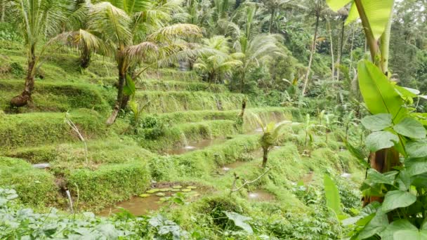 Искусственные водные потоки на зеленых террасах и тропических растениях на переднем плане в священном месте на Бали - 4К — стоковое видео