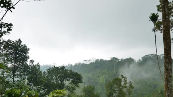 Selva tropical escénica en niebla durante la lluvia en Bali - 4K, Handheld — Vídeos de Stock