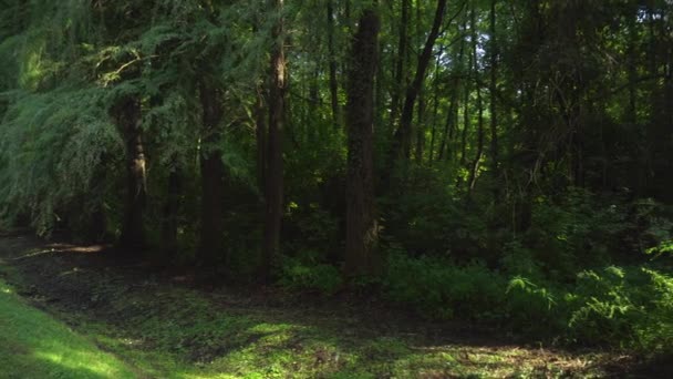 Belle forêt luxuriante d'arbres verts à la lumière du soleil à Heviz, Hongrie - 4K, Gros plan, Pan — Video