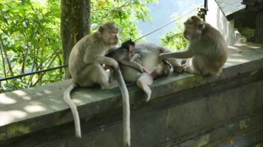 Bali, Indonezya - 22 Ocak 2018: Bebekli maymunlar Endonezya 'nın Bali kentinde çitin üzerinde oturuyorlar. 4K, El bilgisayarı