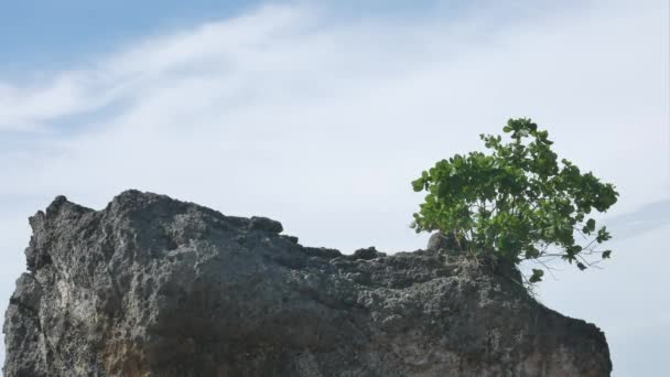 バリ島 インドネシア 1月22 2018 バリ島の岩の上に緑の孤独な木 ハンドヘルド 孤独と生存の概念 — ストック動画