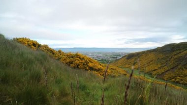 EDINBURGH, SCOTLAND, İngiltere - 31 Mayıs 2022 Whinny Hill geniş görüş, sarı çiçek ve kasvetli yağmurlu bir sabah Edinburgh şehri Gorse çalıları. 4K