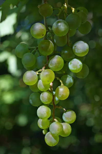 Beautiful grape vine