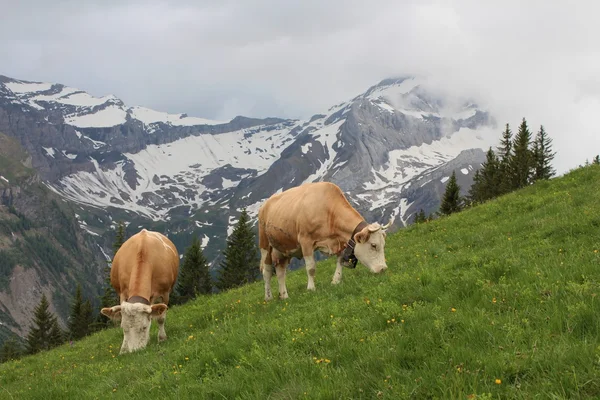Pâturage des vaches Simmental — Photo