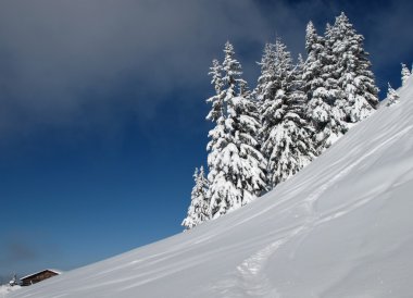 Ladin ve kulübe kar kaplı