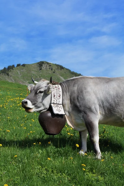 Szary krowy z pięknym dzwon — Zdjęcie stockowe