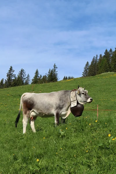 Γκρίζα αγελάδα με όμορφη καμπάνα — Φωτογραφία Αρχείου