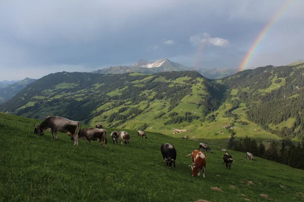 Grazing cows in the Bernese Oberland — Stock Photo, Image