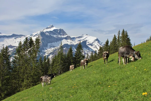 oldenhorn önünde otlayan inekler