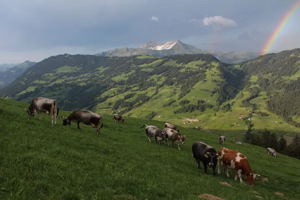 Herd of cattle grazing on a meadow near Gstaad — Stock Photo, Image