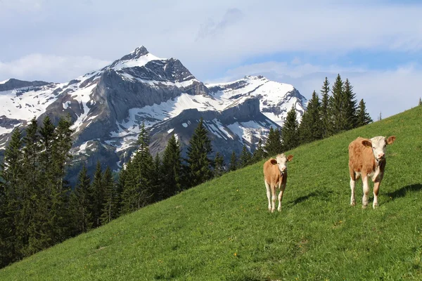 Calves in front of the Oldenhorn — Stock Photo, Image
