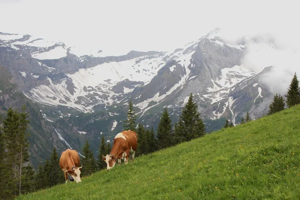 Grazing cows in the Swiss Alps — Stock Photo, Image