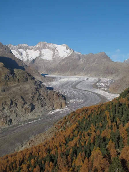 Forêt de mélèzes colorés et glacier d'Aletsch — Photo