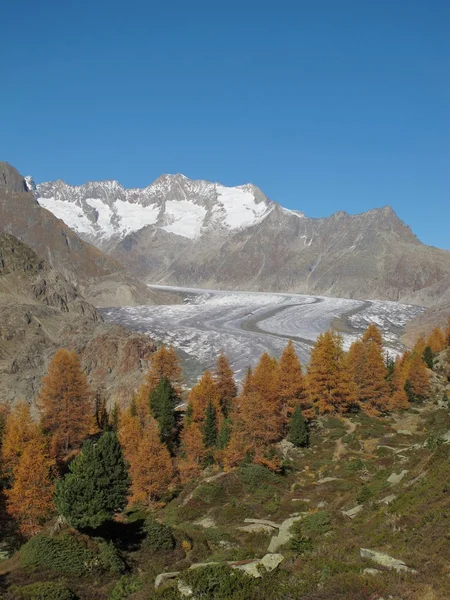 Colorful Trees, Glacier And Mountains — Stock Photo, Image