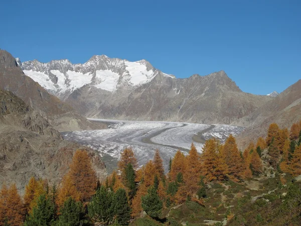 Modrzew drewno i aletsch glacier jesienią — Zdjęcie stockowe