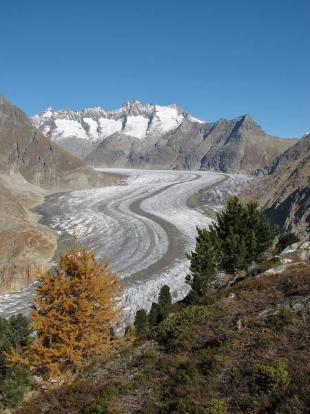 Glaciären Aletsch och träd — Stockfoto