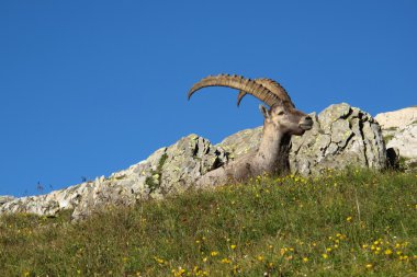 Başkanı şirin Alp dağ keçisi