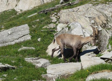 Alp dağ keçisi bebek otlatma