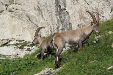 Alplerde iki Alp dağ keçisi