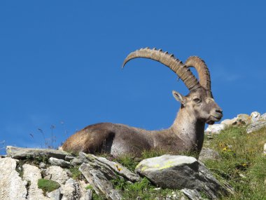 Alp dağ keçisi dinlenme