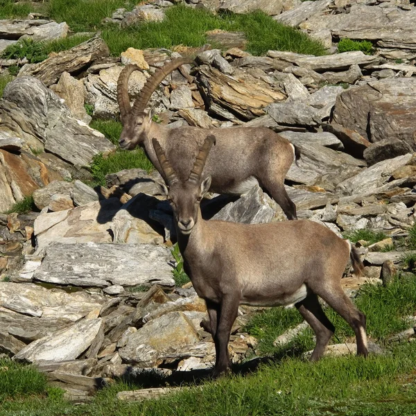 Two alpine ibex — Stock Photo, Image