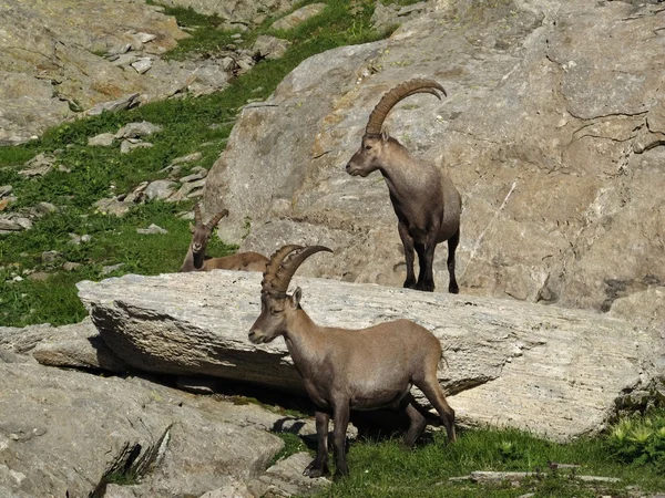 Tre stambecchi alpini — Foto Stock