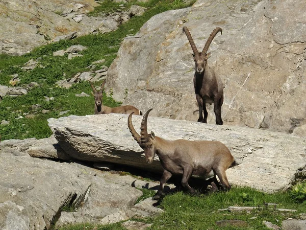 Three alpine ibex — Stock Photo, Image