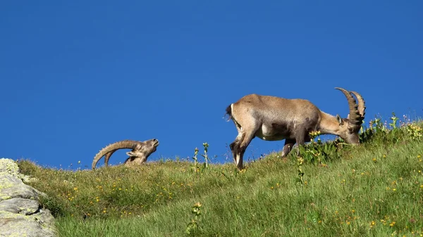 Two alpine ibex on a meadow in the Swiss Alps — Stock Photo, Image
